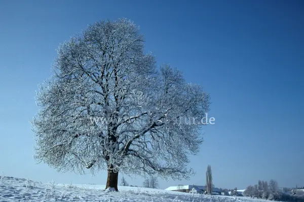 Fokus-Natur Bild
