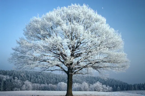 Fokus-Natur Bild