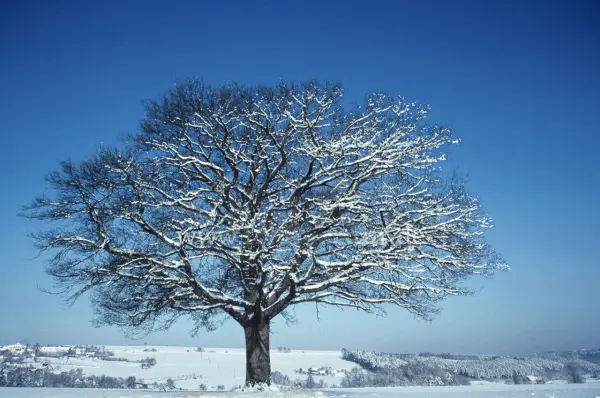 Fokus-Natur Bild