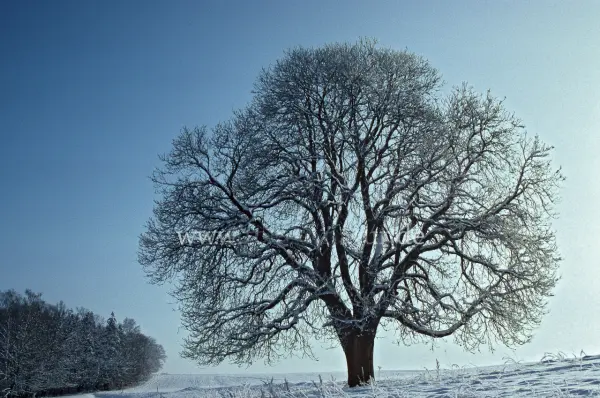 Fokus-Natur Bild