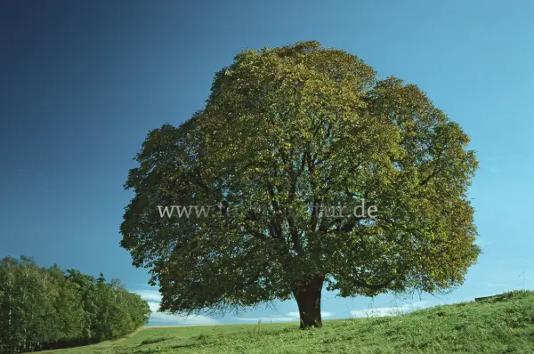 Fokus-Natur Bild