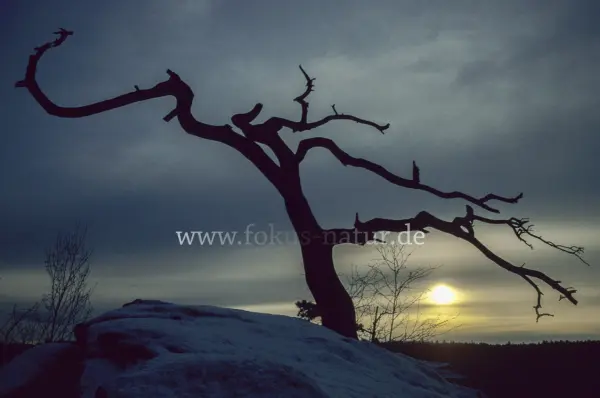 Fokus-Natur Bild