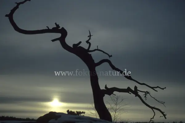 Fokus-Natur Bild