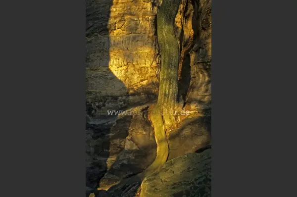 Fokus-Natur Bild