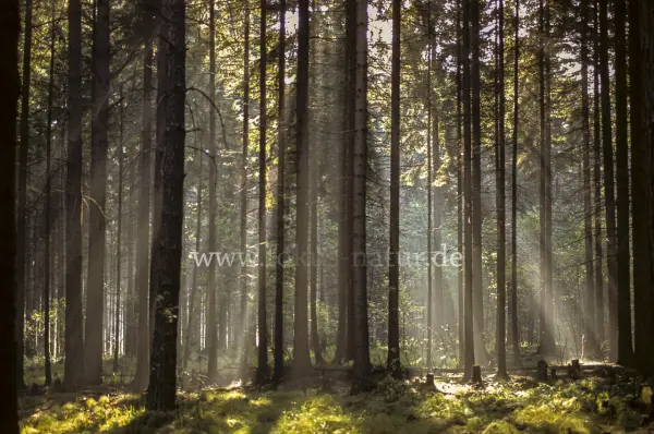 Fokus-Natur Bild