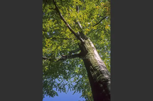 Fokus-Natur Bild