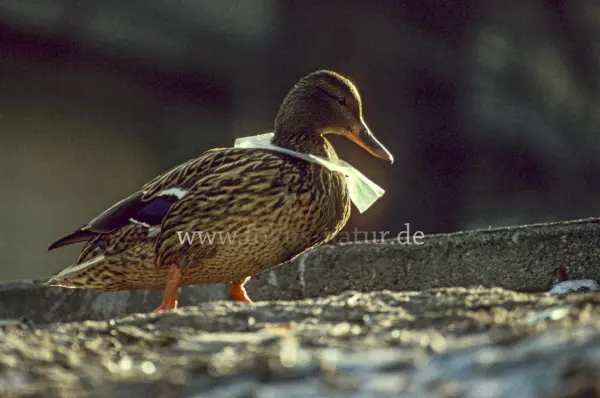 Fokus-Natur Bild