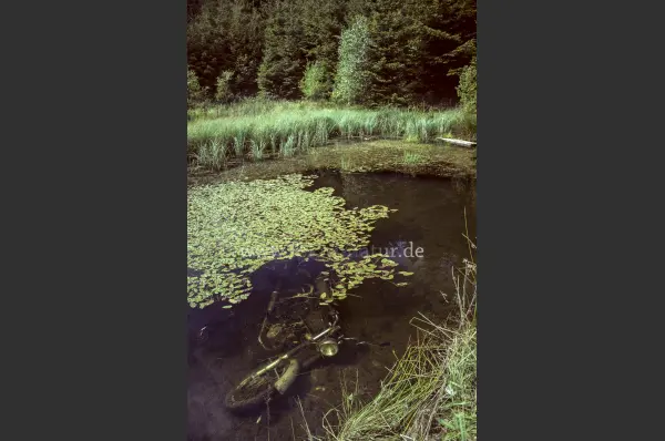 Fokus-Natur Bild