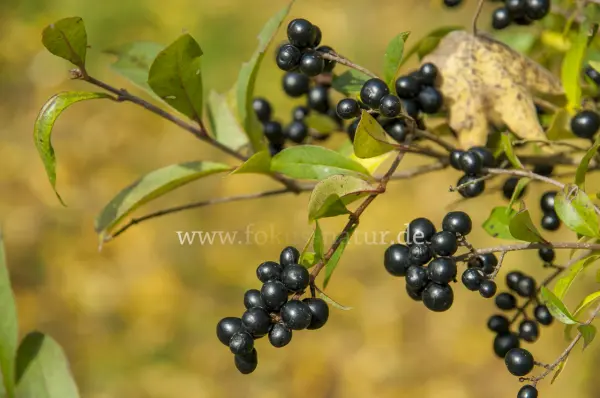 Fokus-Natur Bild