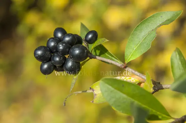 Fokus-Natur Bild
