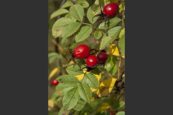 Fokus-Natur Bild