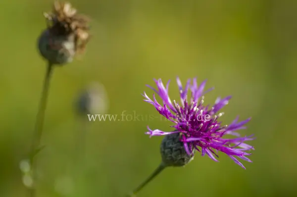 Fokus-Natur Bild