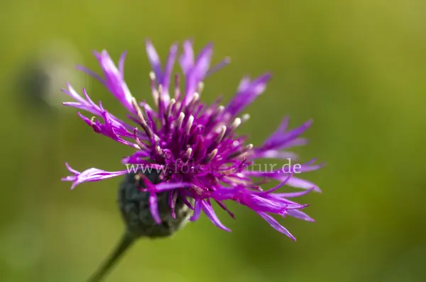 Fokus-Natur Bild