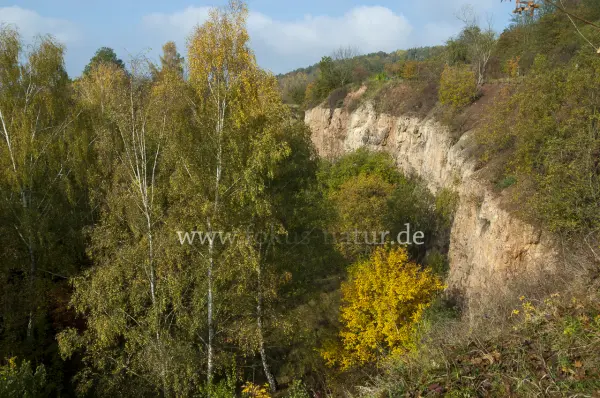 Fokus-Natur Bild