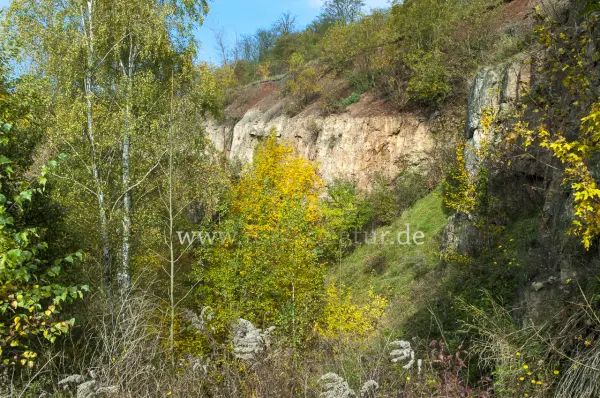 Fokus-Natur Bild