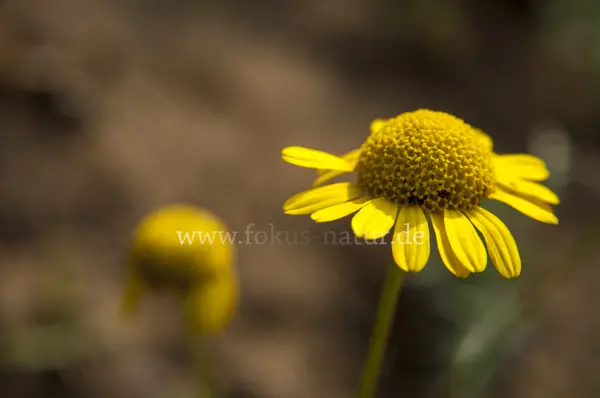 Fokus-Natur Bild