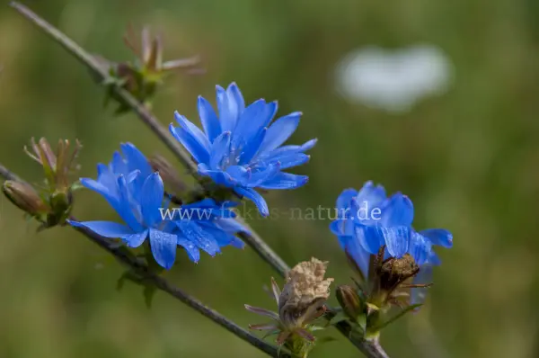 Fokus-Natur Bild
