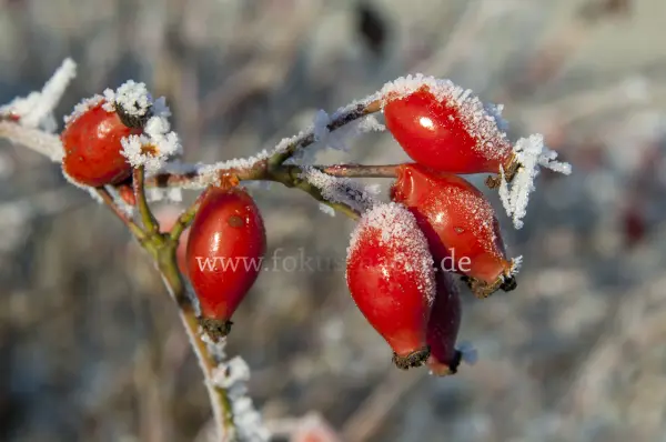 Fokus-Natur Bild