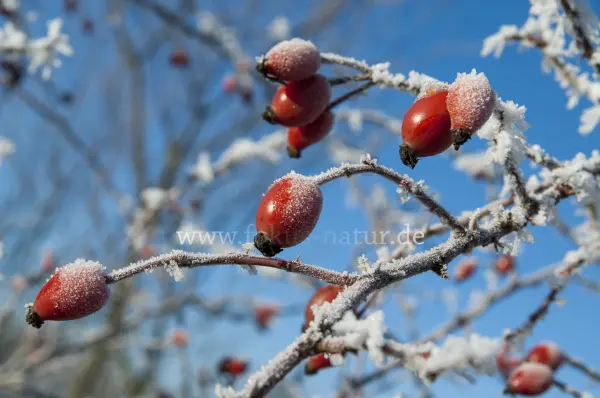 Fokus-Natur Bild