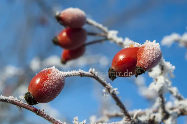 Fokus-Natur Bild