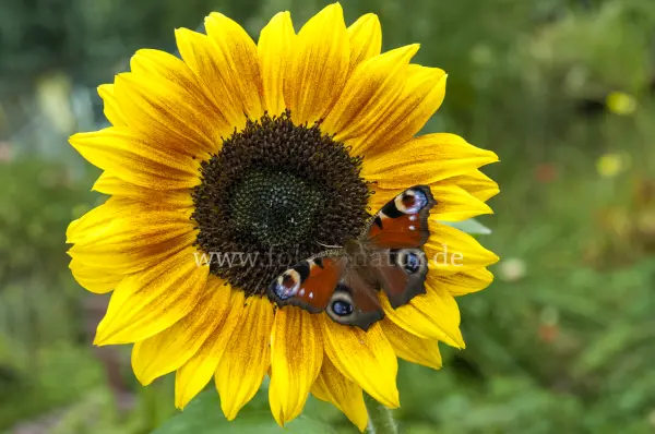 Fokus-Natur Bild