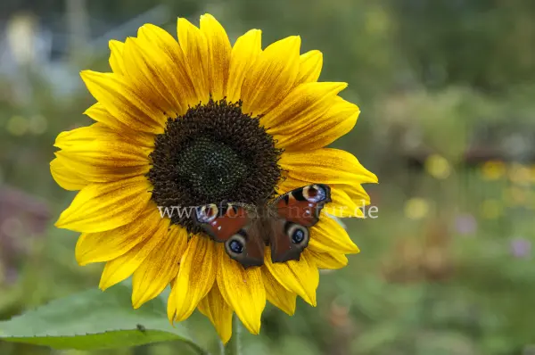Fokus-Natur Bild