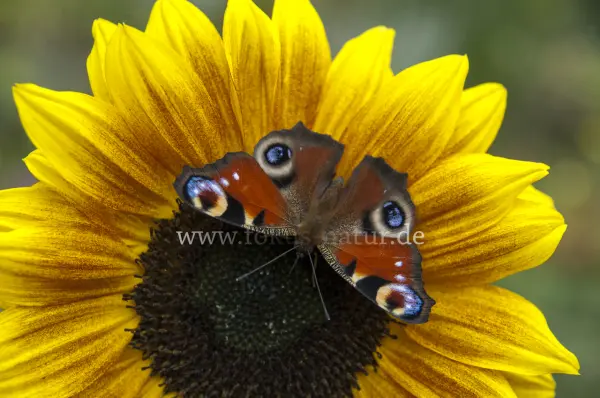 Fokus-Natur Bild