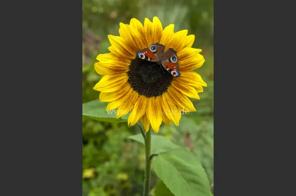 Fokus-Natur Bild