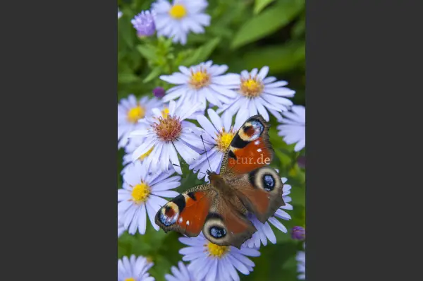 Fokus-Natur Bild