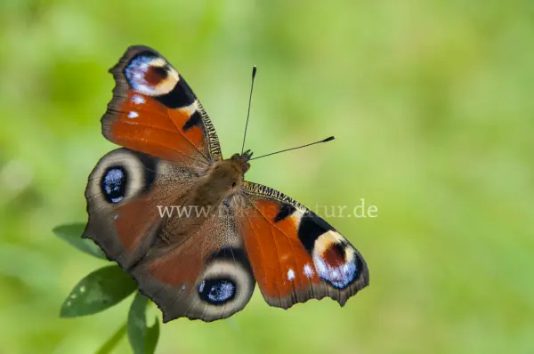 Fokus-Natur Bild