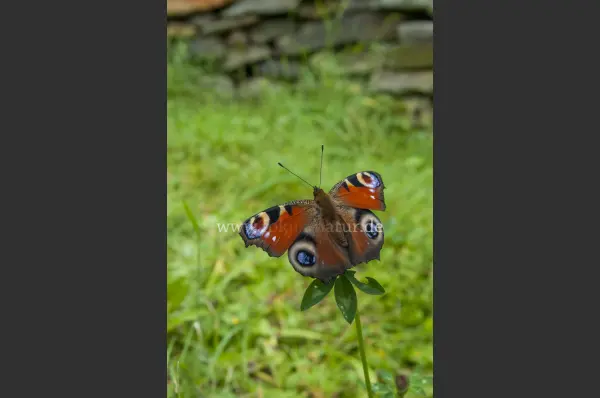 Fokus-Natur Bild