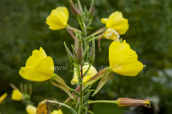 Fokus-Natur Bild