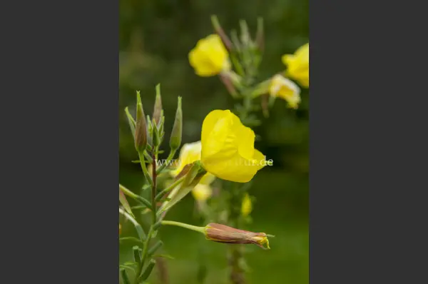 Fokus-Natur Bild