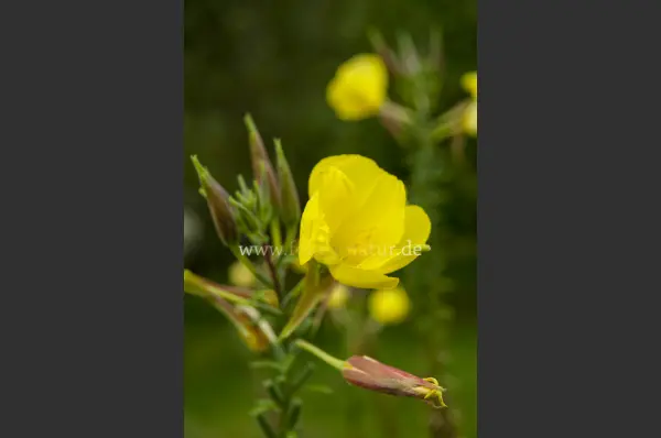 Fokus-Natur Bild