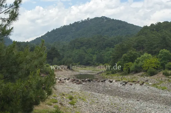 Fokus-Natur Bild