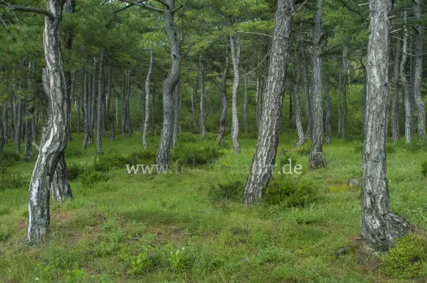 Fokus-Natur Bild