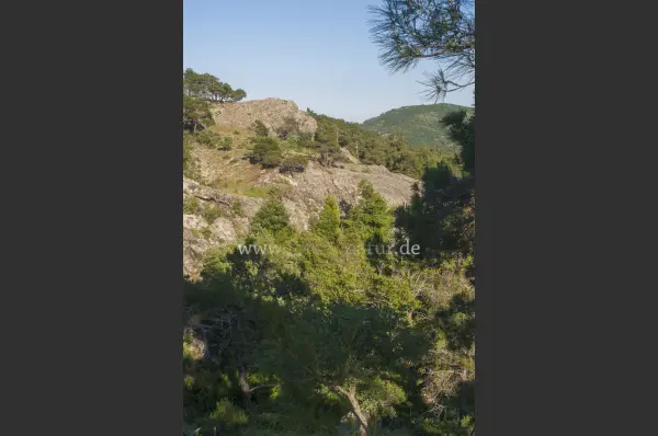 Fokus-Natur Bild