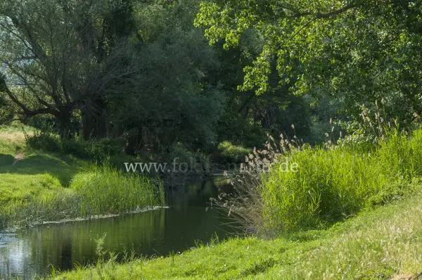 Fokus-Natur Bild