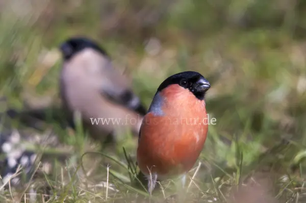 Fokus-Natur Bild