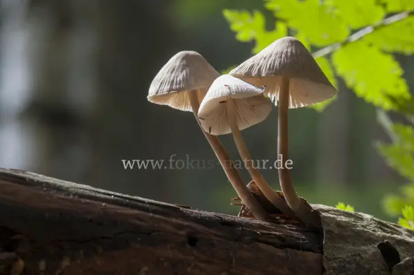 Fokus-Natur Bild