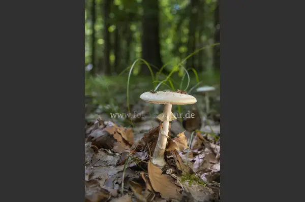 Fokus-Natur Bild