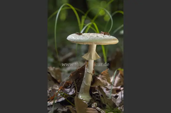 Fokus-Natur Bild