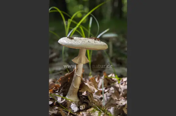 Fokus-Natur Bild