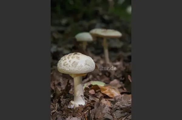 Fokus-Natur Bild
