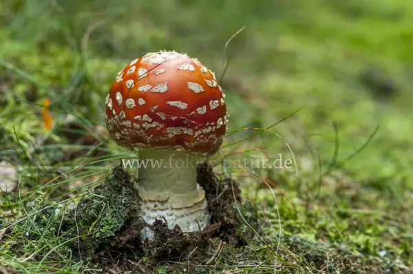 Fokus-Natur Bild