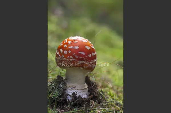 Fokus-Natur Bild