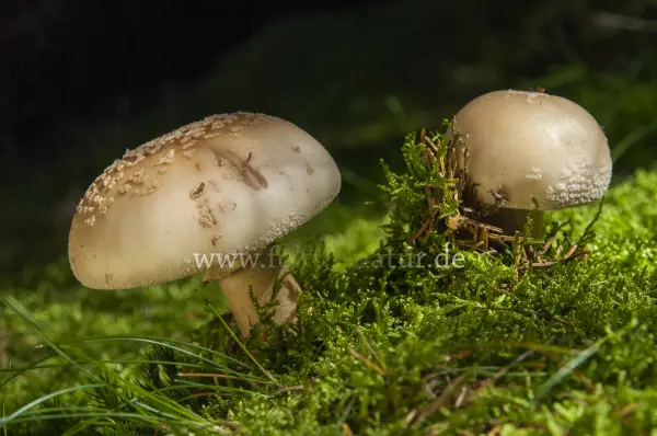 Fokus-Natur Bild