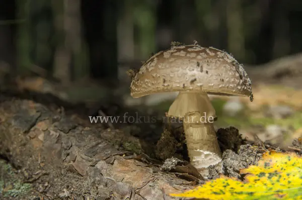 Fokus-Natur Bild