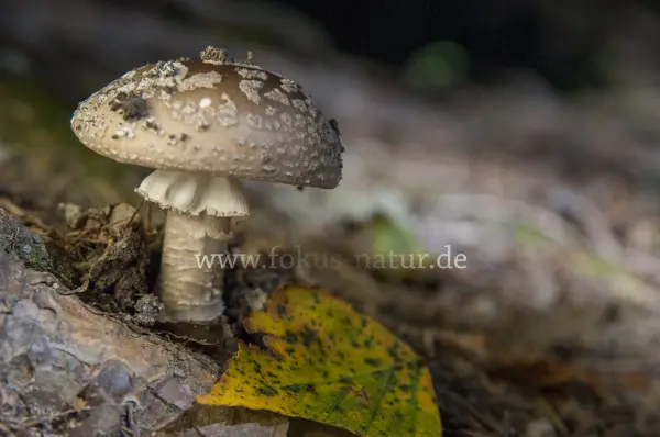 Fokus-Natur Bild