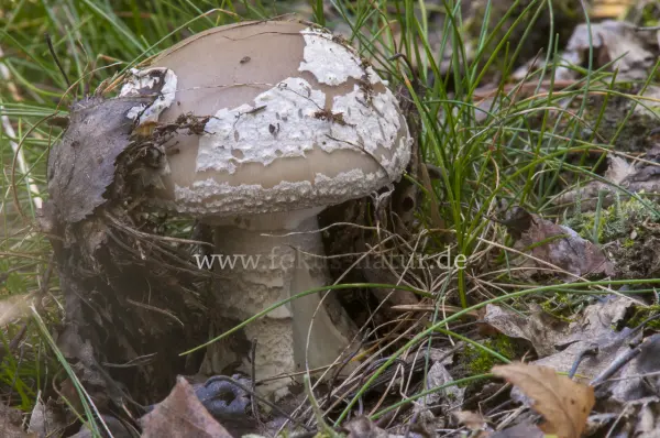 Fokus-Natur Bild